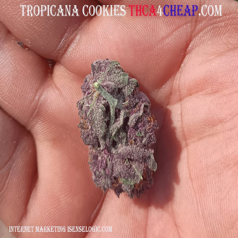 THCA Indoor Flower Tropicana cookies THCA4cheap.com