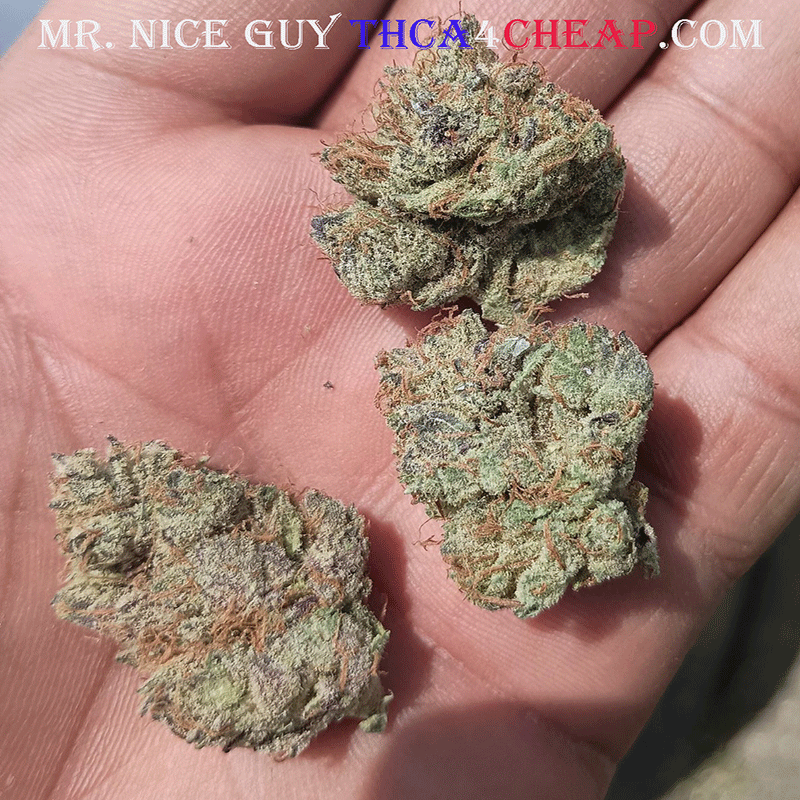 Mr. Nice Guy THCA Flower