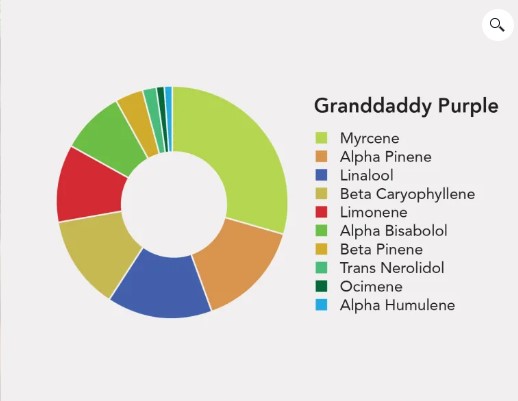 grandaddy Purple termpene profile