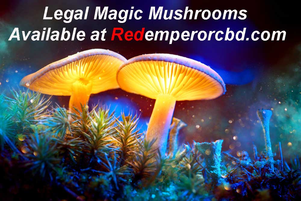 Legal Magic Mushrooms Available at Redemperorcbd.com