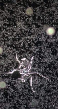 Hydra Found In Blood Of Vaccinated